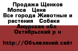 Продажа Щенков Мопса › Цена ­ 18 000 - Все города Животные и растения » Собаки   . Амурская обл.,Октябрьский р-н